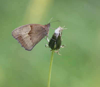 <i class='fa fa-user'></i>&nbsp;Paul Vandebroek&nbsp;|  Bruin Zandoogje&nbsp; <i class='fa fa-eye'>&nbsp;59</i> &nbsp;<i class='fa fa-thumbs-up'>&nbsp;3</i> &nbsp; <i class='fa fa-comment-o'>&nbsp;4</i>