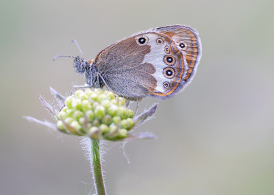 <i class='fa fa-user'></i>&nbsp;Tom&nbsp;|  Tweekleurig Hooibeestje&nbsp; <i class='fa fa-eye'>&nbsp;96</i> &nbsp;<i class='fa fa-thumbs-up'>&nbsp;8</i> &nbsp; <i class='fa fa-comment-o'>&nbsp;8</i>