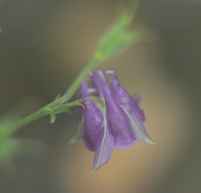 <i class='fa fa-user'></i>&nbsp;Tineke Strijbosch&nbsp;|  Wilde Akelei&nbsp; <i class='fa fa-eye'>&nbsp;60</i> &nbsp;<i class='fa fa-thumbs-up'>&nbsp;2</i> &nbsp; <i class='fa fa-comment-o'>&nbsp;5</i>