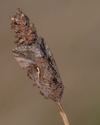 <i class='fa fa-user'></i>&nbsp;Johan van Gurp&nbsp;|  Gamma-uil&nbsp; <i class='fa fa-eye'>&nbsp;88</i> &nbsp;<i class='fa fa-thumbs-up'>&nbsp;6</i> &nbsp; <i class='fa fa-comment-o'>&nbsp;5</i>