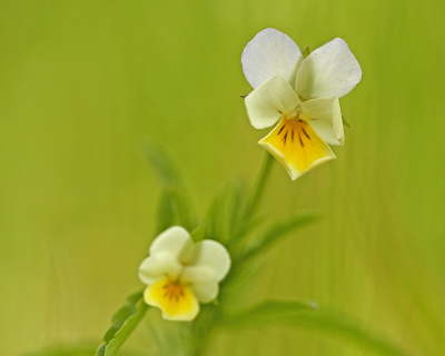 <i class='fa fa-user'></i>&nbsp;Cor&nbsp;|  Akkerviooltje&nbsp; <i class='fa fa-eye'>&nbsp;83</i> &nbsp;<i class='fa fa-thumbs-up'>&nbsp;2</i> &nbsp; <i class='fa fa-comment-o'>&nbsp;7</i>