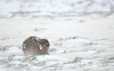 <i class='fa fa-user'></i>&nbsp;Eric Gibcus&nbsp;|  Haas&nbsp; <i class='fa fa-eye'>&nbsp;119</i> &nbsp;<i class='fa fa-thumbs-up'>&nbsp;7</i> &nbsp; <i class='fa fa-comment-o'>&nbsp;5</i>