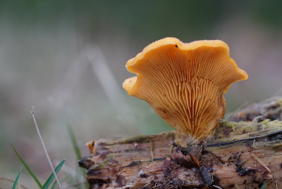 Van een paar weken geleden maar toen kon ik geen naam vinden, groeide op een afgevallen berkentak naast de boom op een plek waar vroeger ook echte cantharellen stonden die overigens al jaren niet meer te vinden zijn in dit bos.