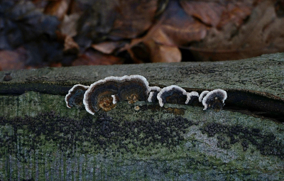 Vanmiddag wezen wandelen in dit mooie bos waar de zon scheen maar ook weer snel verdween. Veel gekletter van water in de diverse kanaaltjes want het was vrij nat op de paden. Zowaar nog enkele paddenstoelen gevonden waaronder dit elfenbankje in de spleet van een afgevallen tak.