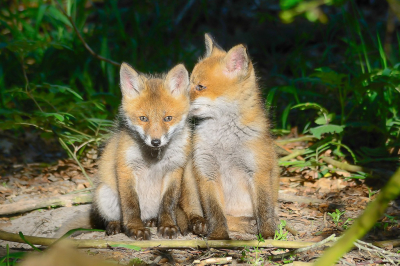 Vulpes vulpes / Vos / Red Fox