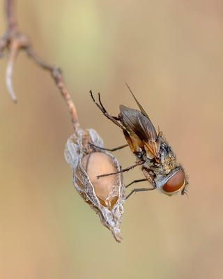 <i class='fa fa-user'></i> Johan van Gurp | Ectophasia crassipennis  <i class='fa fa-eye'> 82</i>  <i class='fa fa-thumbs-up'> 3</i>   <i class='fa fa-comment-o'> 5</i>