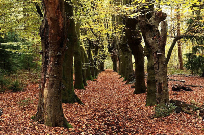 <i class='fa fa-user'></i>&nbsp;Ben Aalders&nbsp;|  Laantje&nbsp; <i class='fa fa-eye'>&nbsp;83</i> &nbsp;<i class='fa fa-thumbs-up'>&nbsp;1</i> &nbsp; <i class='fa fa-comment-o'>&nbsp;2</i>