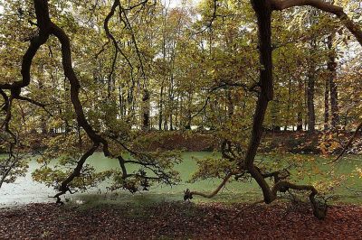 Gemaakt aan de rand van het bos, een paar eiken met enorme takken tot op het water. Tussen de bomen gaan staan voor de foto.
