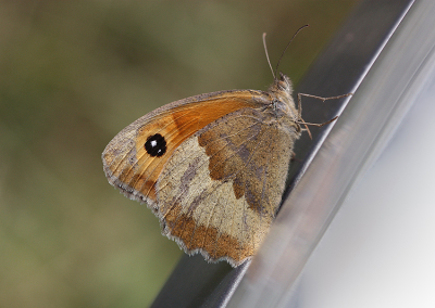 <i class='fa fa-user'></i>&nbsp;Paul Vandebroek&nbsp;|  Oranje Zandoogje&nbsp; <i class='fa fa-eye'>&nbsp;65</i> &nbsp;<i class='fa fa-thumbs-up'>&nbsp;1</i> &nbsp; <i class='fa fa-comment-o'>&nbsp;6</i>