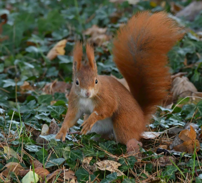 <i class='fa fa-user'></i>&nbsp;ricootten&nbsp;|  Eekhoorn&nbsp; <i class='fa fa-eye'>&nbsp;82</i> &nbsp;<i class='fa fa-thumbs-up'>&nbsp;1</i> &nbsp; <i class='fa fa-comment-o'>&nbsp;5</i>