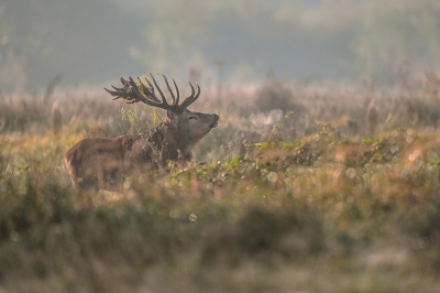 <i class='fa fa-user'></i>&nbsp;Luc Meert&nbsp;|  Edelhert&nbsp; <i class='fa fa-eye'>&nbsp;118</i> &nbsp;<i class='fa fa-thumbs-up'>&nbsp;3</i> &nbsp; <i class='fa fa-comment-o'>&nbsp;5</i>