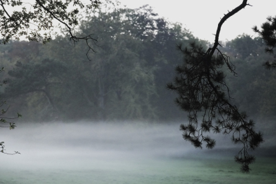 <i class='fa fa-user'></i>&nbsp;hesterb&nbsp;|  Open plek met mistslierten&nbsp; <i class='fa fa-eye'>&nbsp;78</i> &nbsp; <i class='fa fa-comment-o'>&nbsp;0</i>