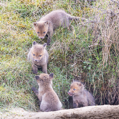 <i class='fa fa-user'></i>&nbsp;David&nbsp;|  Vos&nbsp; <i class='fa fa-eye'>&nbsp;131</i> &nbsp;<i class='fa fa-thumbs-up'>&nbsp;1</i> &nbsp; <i class='fa fa-comment-o'>&nbsp;2</i>