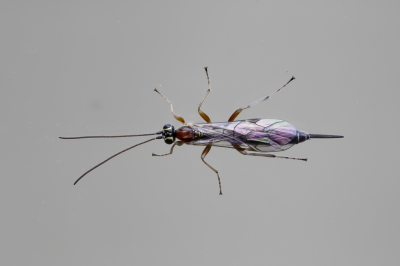 <i class='fa fa-user'></i> Martin Verbeeten | Tromatobia lineatoria  <i class='fa fa-eye'> 67</i>  <i class='fa fa-thumbs-up'> 1</i>   <i class='fa fa-comment-o'> 1</i>