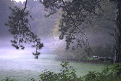 <i class='fa fa-user'></i>&nbsp;hesterb&nbsp;|  Pijnboom/levensboom/kerstboom&nbsp; <i class='fa fa-eye'>&nbsp;94</i> &nbsp; <i class='fa fa-comment-o'>&nbsp;2</i>