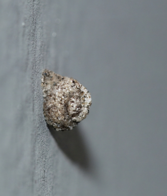 <i class='fa fa-user'></i>&nbsp;rixte&nbsp;|  Slakkenhuiszakdrager&nbsp; <i class='fa fa-eye'>&nbsp;73</i> &nbsp; <i class='fa fa-comment-o'>&nbsp;6</i>