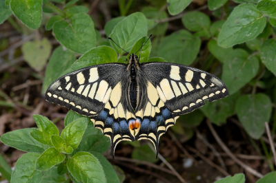 <i class='fa fa-user'></i>&nbsp;Johan van Gurp&nbsp;|  Koninginnenpage&nbsp; <i class='fa fa-eye'>&nbsp;74</i> &nbsp; <i class='fa fa-comment-o'>&nbsp;3</i>