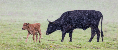 <i class='fa fa-user'></i>&nbsp;David&nbsp;|  Sayaguesa-rund&nbsp; <i class='fa fa-eye'>&nbsp;87</i> &nbsp;<i class='fa fa-thumbs-up'>&nbsp;1</i> &nbsp; <i class='fa fa-comment-o'>&nbsp;1</i>