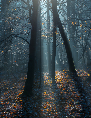 <i class='fa fa-user'></i>&nbsp;ErnovanDoorn&nbsp;|  Magie&nbsp; <i class='fa fa-eye'>&nbsp;67</i> &nbsp;<i class='fa fa-thumbs-up'>&nbsp;4</i> &nbsp; <i class='fa fa-comment-o'>&nbsp;7</i>