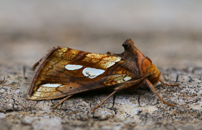 <i class='fa fa-user'></i>&nbsp;Robert Rodenburg&nbsp;|  Goudvenstertje&nbsp; <i class='fa fa-eye'>&nbsp;86</i> &nbsp;<i class='fa fa-thumbs-up'>&nbsp;6</i> &nbsp; <i class='fa fa-comment-o'>&nbsp;5</i>