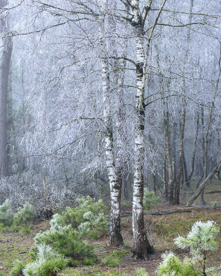 <i class='fa fa-user'></i>&nbsp;ErnovanDoorn&nbsp;|  Winters plaatje&nbsp; <i class='fa fa-eye'>&nbsp;88</i> &nbsp;<i class='fa fa-thumbs-up'>&nbsp;3</i> &nbsp; <i class='fa fa-comment-o'>&nbsp;7</i>