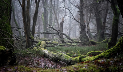 <i class='fa fa-user'></i>&nbsp;nelappelmelk&nbsp;|  Trollenbos&nbsp; <i class='fa fa-eye'>&nbsp;100</i> &nbsp;<i class='fa fa-thumbs-up'>&nbsp;2</i> &nbsp; <i class='fa fa-comment-o'>&nbsp;9</i>