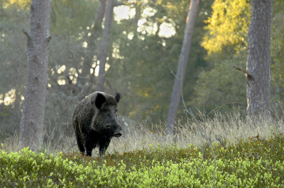 <i class='fa fa-user'></i>&nbsp;Eric Gibcus&nbsp;|  Wild Zwijn&nbsp; <i class='fa fa-eye'>&nbsp;97</i> &nbsp;<i class='fa fa-thumbs-up'>&nbsp;2</i> &nbsp; <i class='fa fa-comment-o'>&nbsp;4</i>