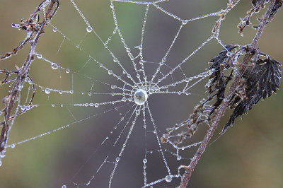 <i class='fa fa-user'></i>&nbsp;Paul Vandebroek&nbsp;|  Spinnenweb&nbsp; <i class='fa fa-eye'>&nbsp;70</i> &nbsp;<i class='fa fa-thumbs-up'>&nbsp;2</i> &nbsp; <i class='fa fa-comment-o'>&nbsp;5</i>