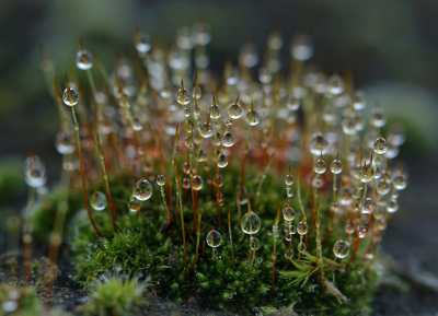 <i class='fa fa-user'></i>&nbsp;Nel R&nbsp;|  Gewoon Muursterretje&nbsp; <i class='fa fa-eye'>&nbsp;90</i> &nbsp;<i class='fa fa-thumbs-up'>&nbsp;4</i> &nbsp; <i class='fa fa-comment-o'>&nbsp;10</i>