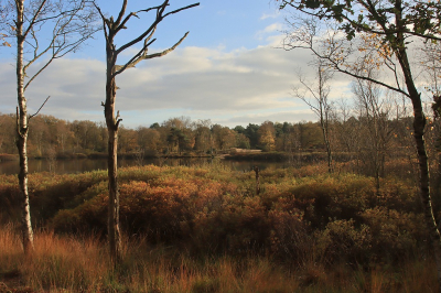 <i class='fa fa-user'></i>&nbsp;Tineke Strijbosch&nbsp;|  Doorkijkje in het Siepelveen&nbsp; <i class='fa fa-eye'>&nbsp;73</i> &nbsp;<i class='fa fa-thumbs-up'>&nbsp;1</i> &nbsp; <i class='fa fa-comment-o'>&nbsp;6</i>