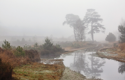 <i class='fa fa-user'></i>&nbsp;Pieter  LJ&nbsp;|  Pad door de heide&nbsp; <i class='fa fa-eye'>&nbsp;125</i> &nbsp;<i class='fa fa-thumbs-up'>&nbsp;8</i> &nbsp; <i class='fa fa-comment-o'>&nbsp;7</i>