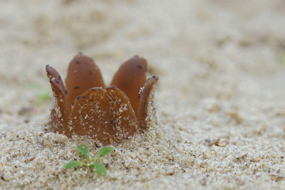 Peziza ammophila / Zandtulpje / Dune Cup
