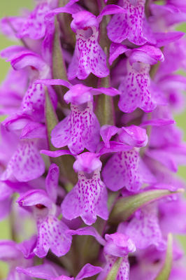 <i class='fa fa-user'></i>&nbsp;Willem Verhagen&nbsp;|  Gewone Rietorchis&nbsp; <i class='fa fa-eye'>&nbsp;67</i> &nbsp; <i class='fa fa-comment-o'>&nbsp;4</i>