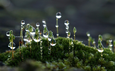 <i class='fa fa-user'></i>&nbsp;Nel R&nbsp;|  Knikmos sp.&nbsp; <i class='fa fa-eye'>&nbsp;76</i> &nbsp;<i class='fa fa-thumbs-up'>&nbsp;5</i> &nbsp; <i class='fa fa-comment-o'>&nbsp;4</i>