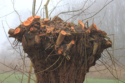 <i class='fa fa-user'></i>&nbsp;Paul Vandebroek&nbsp;|  Schietwilg&nbsp; <i class='fa fa-eye'>&nbsp;69</i> &nbsp; <i class='fa fa-comment-o'>&nbsp;5</i>