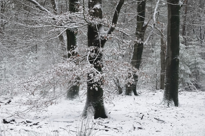  / Sneeuw / -