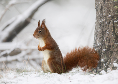 <i class='fa fa-user'></i>&nbsp;Tom&nbsp;|  Eekhoorn&nbsp; <i class='fa fa-eye'>&nbsp;79</i> &nbsp;<i class='fa fa-thumbs-up'>&nbsp;8</i> &nbsp; <i class='fa fa-comment-o'>&nbsp;7</i>