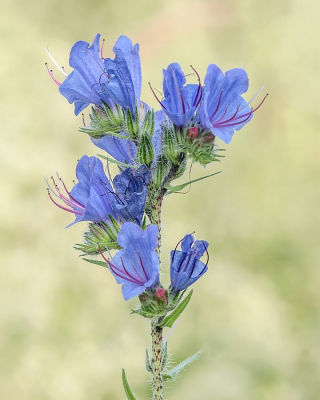 <i class='fa fa-user'></i>&nbsp;Johan van Gurp&nbsp;|  Slangenkruid&nbsp; <i class='fa fa-eye'>&nbsp;62</i> &nbsp;<i class='fa fa-thumbs-up'>&nbsp;7</i> &nbsp; <i class='fa fa-comment-o'>&nbsp;6</i>