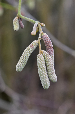 <i class='fa fa-user'></i>&nbsp;kooyammers&nbsp;|  Hazelaar&nbsp; <i class='fa fa-eye'>&nbsp;50</i> &nbsp;<i class='fa fa-thumbs-up'>&nbsp;2</i> &nbsp; <i class='fa fa-comment-o'>&nbsp;6</i>