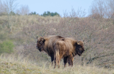 <i class='fa fa-user'></i>&nbsp;Eef Kieft&nbsp;|  Wisent&nbsp; <i class='fa fa-eye'>&nbsp;92</i> &nbsp; <i class='fa fa-comment-o'>&nbsp;3</i>