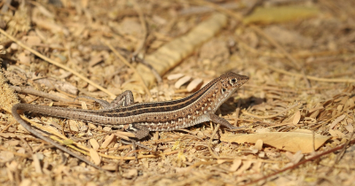 <i class='fa fa-user'></i> honderwa | Tracheloptychus madagascariensis  <i class='fa fa-eye'> 54</i>   <i class='fa fa-comment-o'> 3</i>