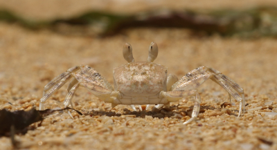 <i class='fa fa-user'></i> honderwa | Krab  <i class='fa fa-eye'> 5</i>   <i class='fa fa-comment-o'> 0</i>
