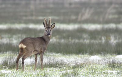 <i class='fa fa-user'></i>&nbsp;Eric Gibcus&nbsp;|  Ree&nbsp; <i class='fa fa-eye'>&nbsp;91</i> &nbsp;<i class='fa fa-thumbs-up'>&nbsp;5</i> &nbsp; <i class='fa fa-comment-o'>&nbsp;7</i>