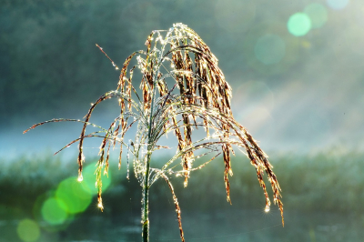 <i class='fa fa-user'></i>&nbsp;hesterb&nbsp;|  Beneveld riet in camerastemming&nbsp; <i class='fa fa-eye'>&nbsp;63</i> &nbsp; <i class='fa fa-comment-o'>&nbsp;4</i>