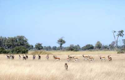 <i class='fa fa-user'></i>&nbsp;JohnSaxofoon&nbsp;|  Litschiewaterbok&nbsp; <i class='fa fa-eye'>&nbsp;111</i> &nbsp; <i class='fa fa-comment-o'>&nbsp;10</i>