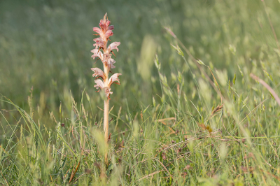 <i class='fa fa-user'></i>&nbsp;Willem Verhagen&nbsp;|  Walstrobremraap&nbsp; <i class='fa fa-eye'>&nbsp;54</i> &nbsp; <i class='fa fa-comment-o'>&nbsp;4</i>