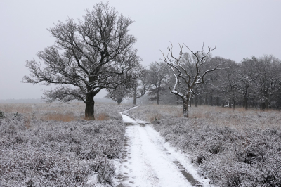 <i class='fa fa-user'></i>&nbsp;nelappelmelk&nbsp;|  Winterwonderland&nbsp; <i class='fa fa-eye'>&nbsp;87</i> &nbsp;<i class='fa fa-thumbs-up'>&nbsp;1</i> &nbsp; <i class='fa fa-comment-o'>&nbsp;8</i>