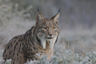 Lynx pardinus / Pardellynx / Iberian Lynx