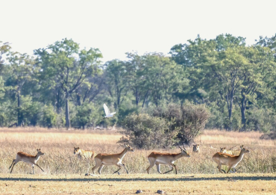 <i class='fa fa-user'></i>&nbsp;JohnSaxofoon&nbsp;|  Litschiewaterbok&nbsp; <i class='fa fa-eye'>&nbsp;70</i> &nbsp; <i class='fa fa-comment-o'>&nbsp;2</i>