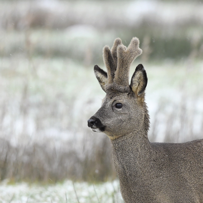 <i class='fa fa-user'></i>&nbsp;Eric Gibcus&nbsp;|  Ree&nbsp; <i class='fa fa-eye'>&nbsp;76</i> &nbsp;<i class='fa fa-thumbs-up'>&nbsp;1</i> &nbsp; <i class='fa fa-comment-o'>&nbsp;4</i>